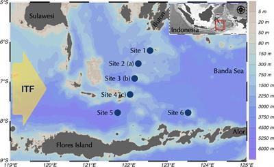 Assessment of microplastic characterization and distribution from surface water and the seabed in the Flores Sea, Indonesia